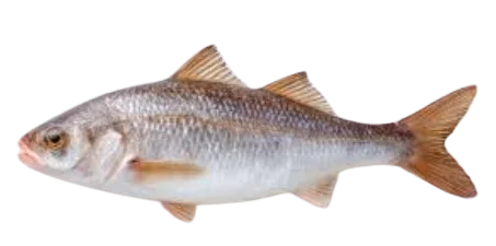 Maki Frozen Croaker